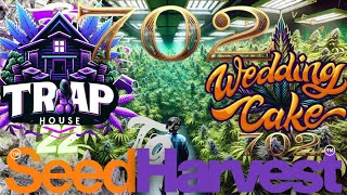 Seed to Harvest From Start To Finish TrapHouse 22 & Wedding Cake