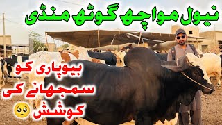 Naval Moach Goth Maweshi Mandi 2026 Latest Rates Update