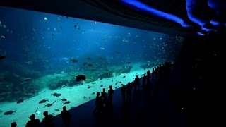 Weltgrößtes Aquarium auf Insel in China