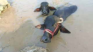Amazing Buffaloes Bathing Beautiful Buffaloes Bathing Hot Summer Day Relaxation