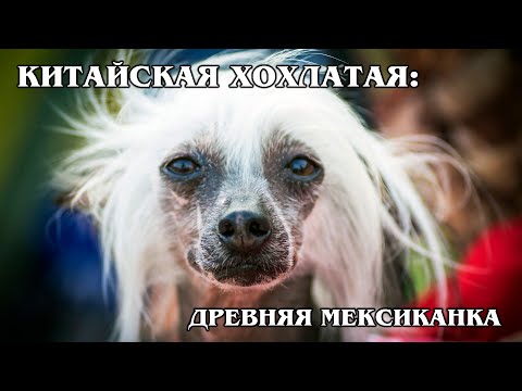 Video: Chinese Crested Dog Breed Hypoallergenic, Health And Life Span