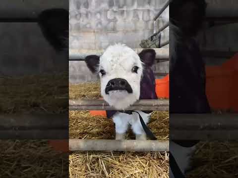 بقرة تاكل شيبس  بقرة الحلوب بقرة العيد  