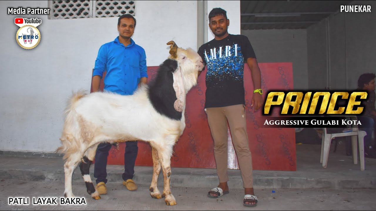 Prince - Aggressive Gulabi Kota in Pune | Palti Layak Bakra | Metro MGF