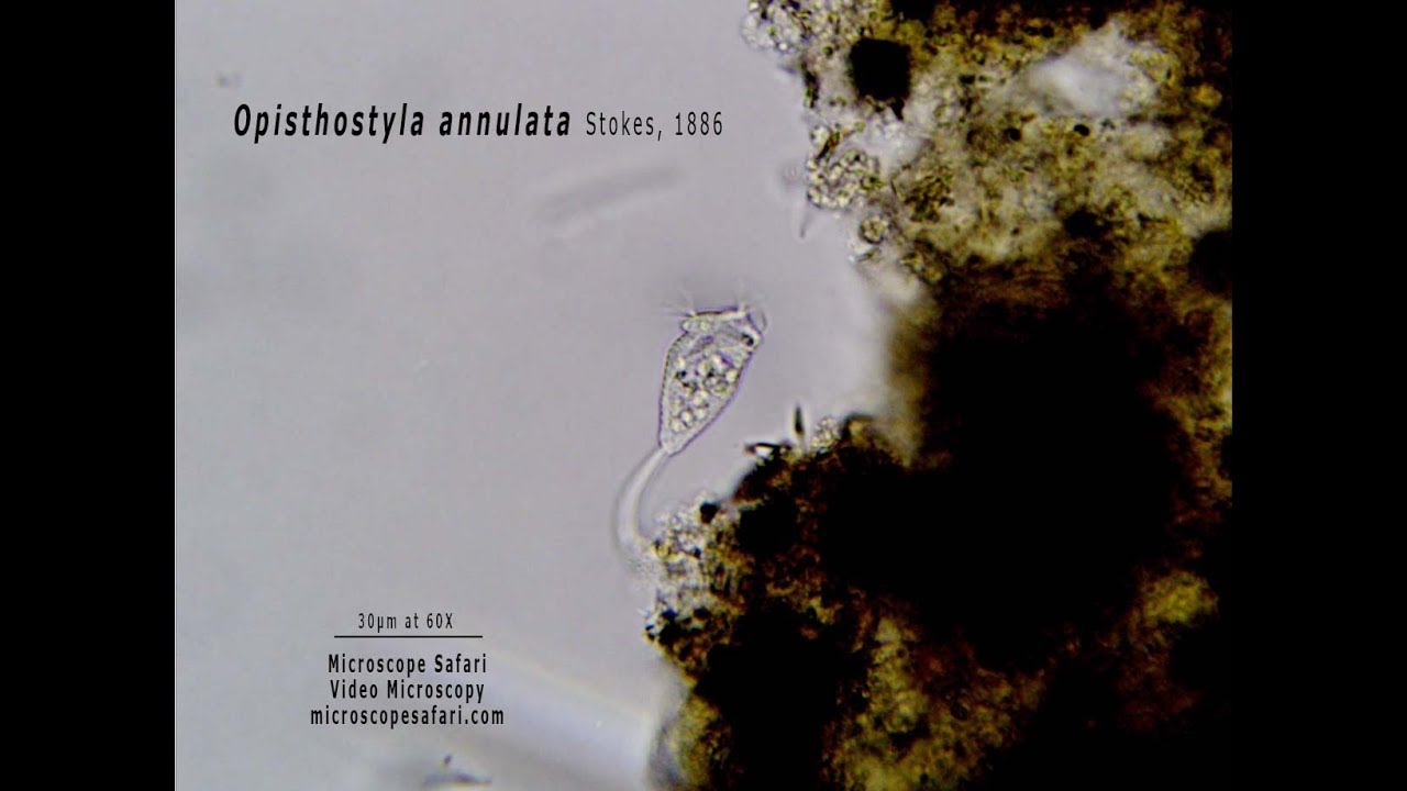 Opisthostyla annulata