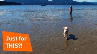 We Flew Our Plane to a Hidden Beach for the Day (With Our Dog)