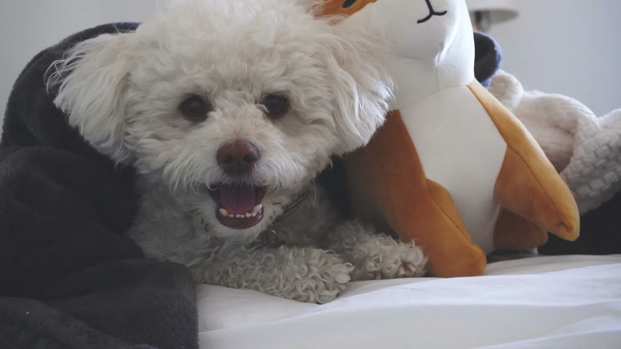 Cute Dogs and Puppies Slideshow | Cute Puppy | Dog Photo | Dogs Picture | Funny Puppy