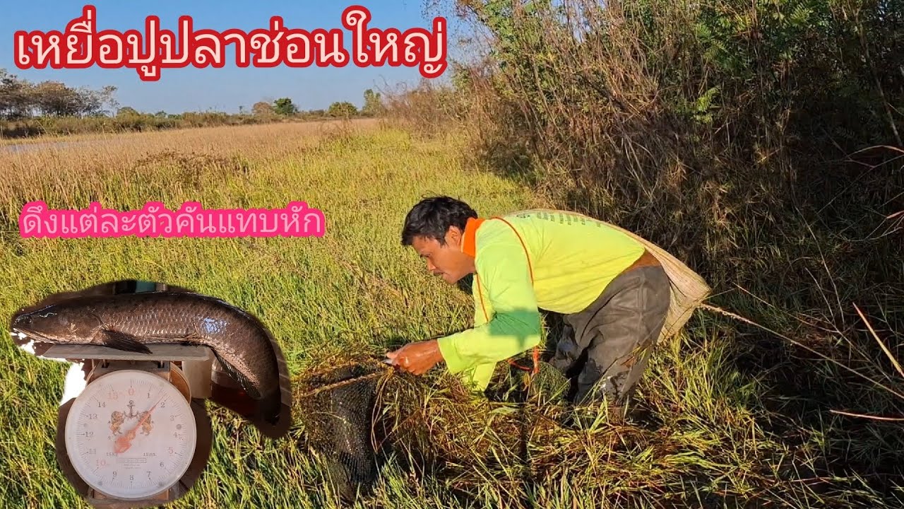 ปักเบ็ดเหยื่อปู ตามหนองหญ้าลกๆ ดึงแต่ละตัว คันแทบหัก คุ้มเกินคุ้ม
