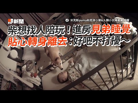 柴想找人陪玩！進房見弟睡覺　貼心轉身離去：好吧不打擾～│寵物│狗狗│柴犬｜しばいぬ│Pet│Shiba
