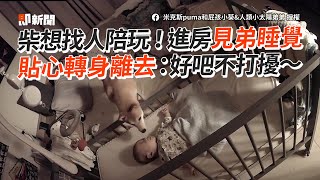 柴想找人陪玩！進房見弟睡覺　貼心轉身離去：好吧不打擾～│寵物│狗狗│柴犬｜しばいぬ│Pet│Shiba