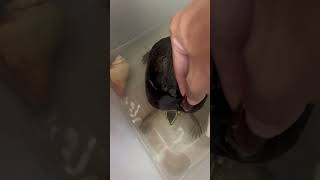 Malayan Box Terrapin feeding