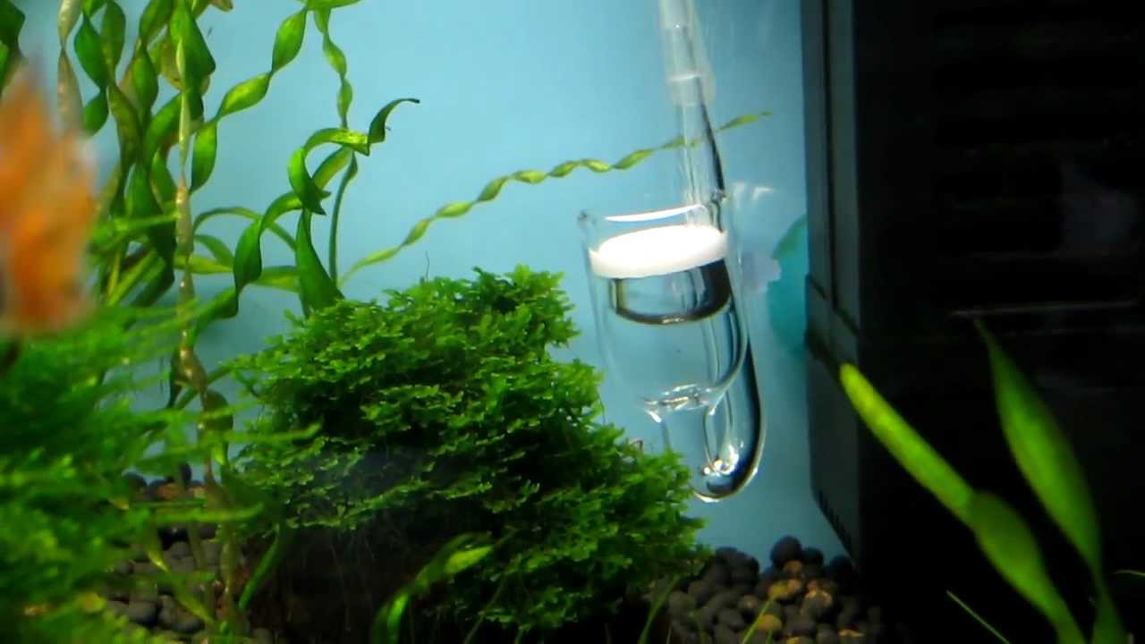 GLASS CO2 DIFFUSER. short running clip. (NO COMMENTARY).