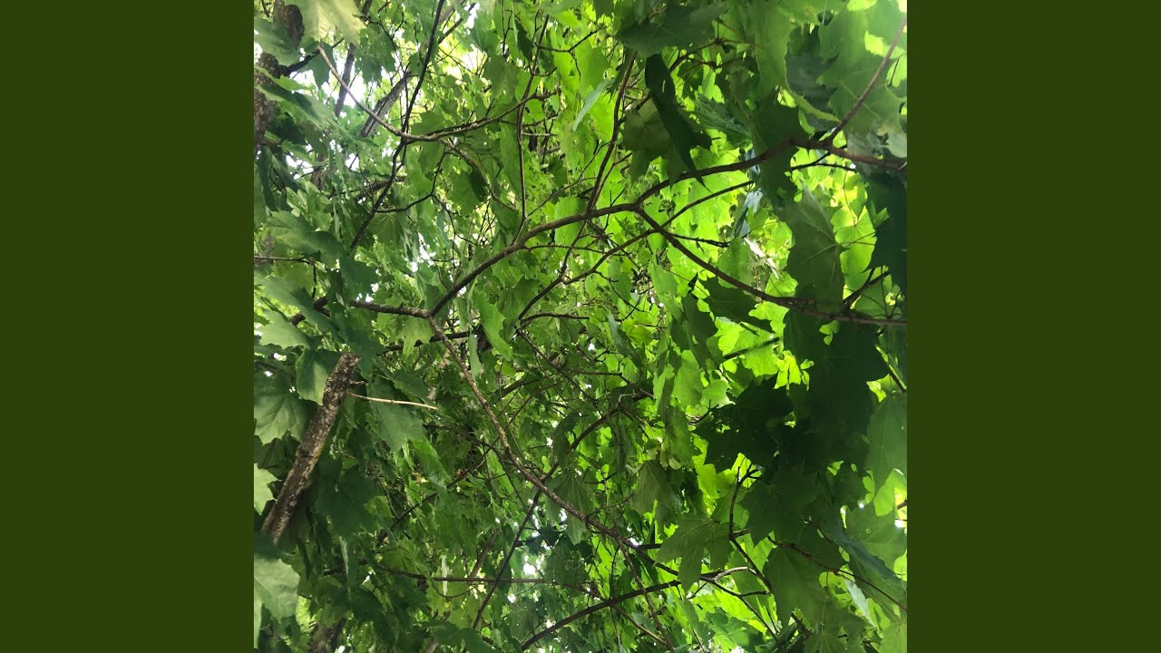 Summer auf YouTube ansehen Summer auf YouTube ansehen