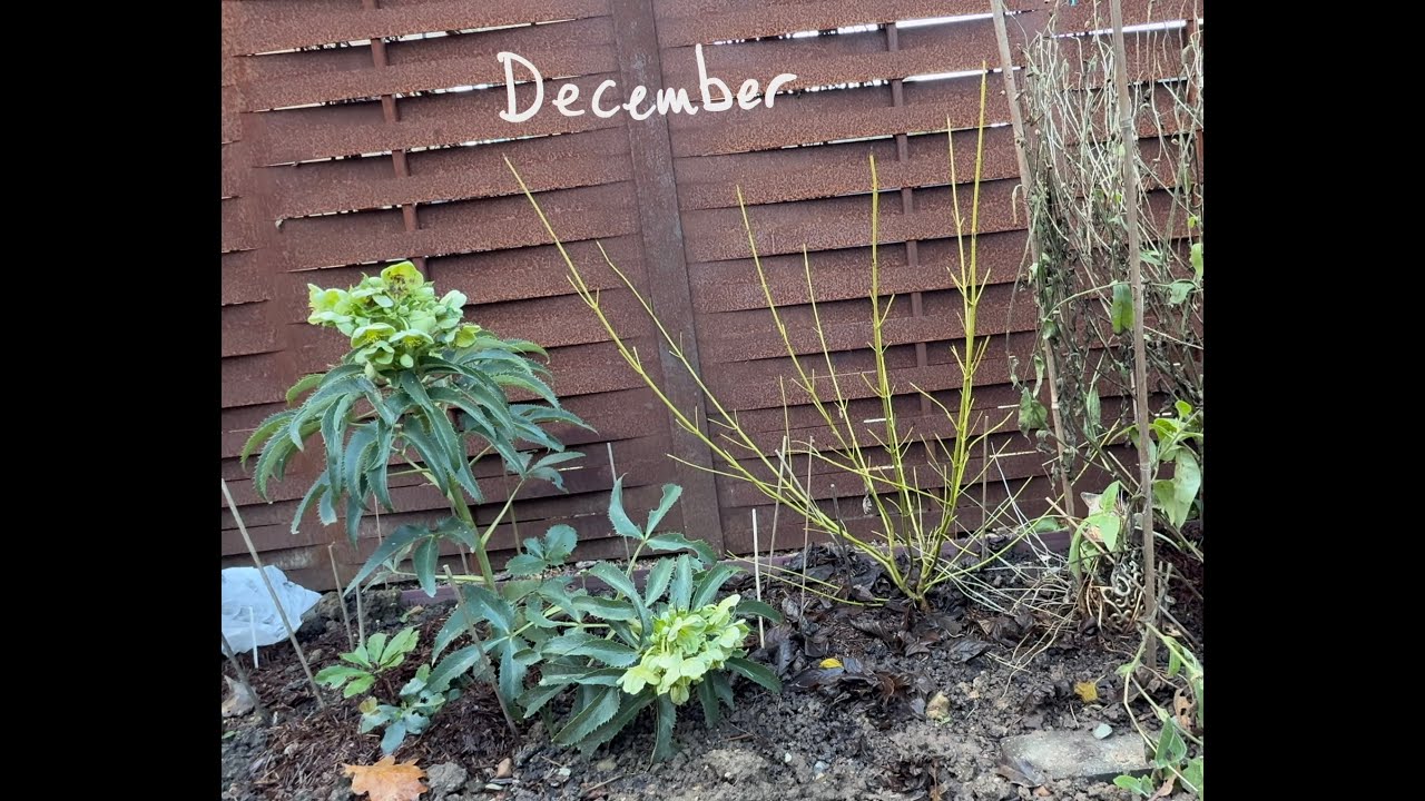Small north facing garden December 2025