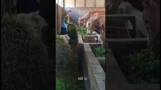 Kejutan Sinar Jago Untuk Merekrut Amunisi Baru Sapi 9