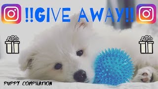 Samoyed Puppy Ghost compilation GIVE AWAY Read description on how to win