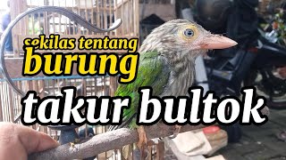 Getting to know the Takur Bultok Bird