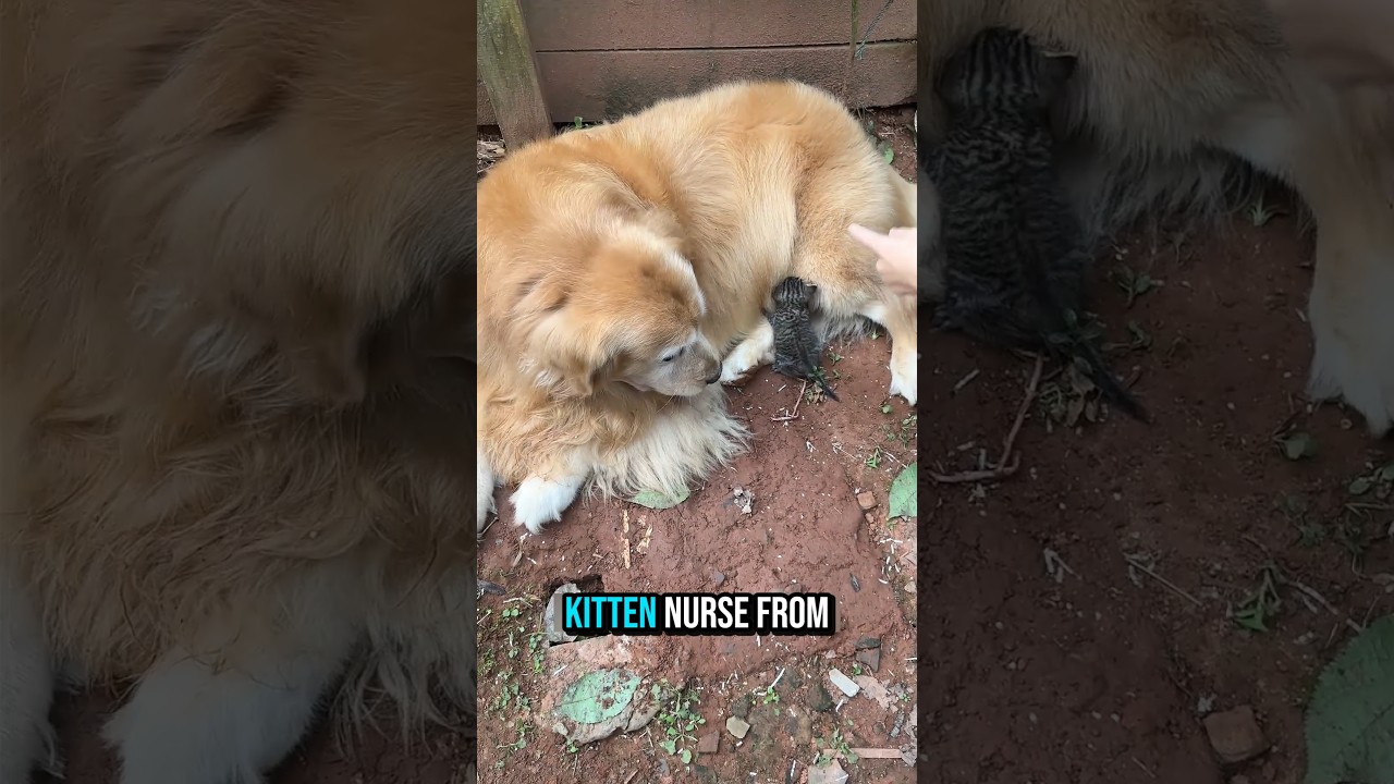 Собака-герой принесла семью беспомощному котёнку 🐶❤️