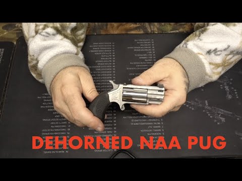 Dehorned NAA Pug
