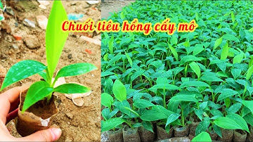 Chuối tiêu hồng cấy mô và cách trồng chăm sóc cho cây năng suất hiệu quả cao// 085.88.98765