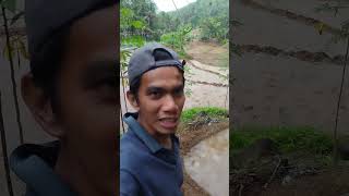 Babi masuk ke lahan pertanian #teknikpertanian 