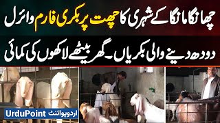 Viral Rooftop Goat Farm In Changa Manga - Dairy Goats Generating Lakhs From Home