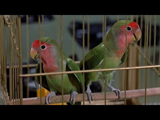 Julie Andrews & Disney Studio Chorus - Feed the Birds (Tuppence a Bag) Julie Andrews & Disney Studio Chorus - Feed the Birds (Tuppence a Bag)