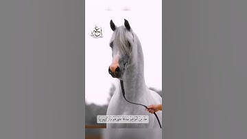 تلاوة / واخرون اعترفوا بذنوبهم../ التوبة : انس المالك "لا اله الا الله"☝🏻🤍