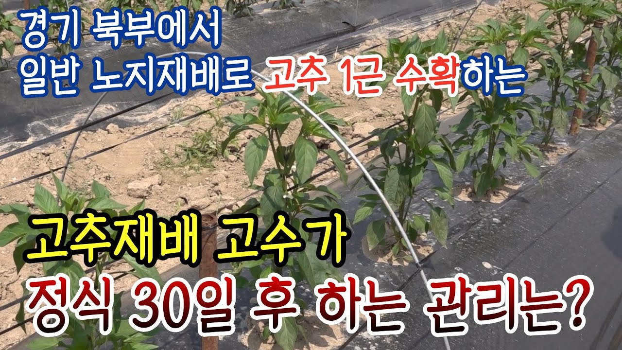 고추재배 고수가 정식 30일 후 하는 관리는? (경기북부 포천시)