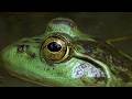 Green frog and canada geese at Burnaby lake bc canada 2023 05 23