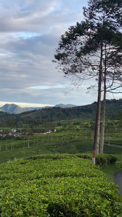 pemandangan #kebun teh #ciwideybandung