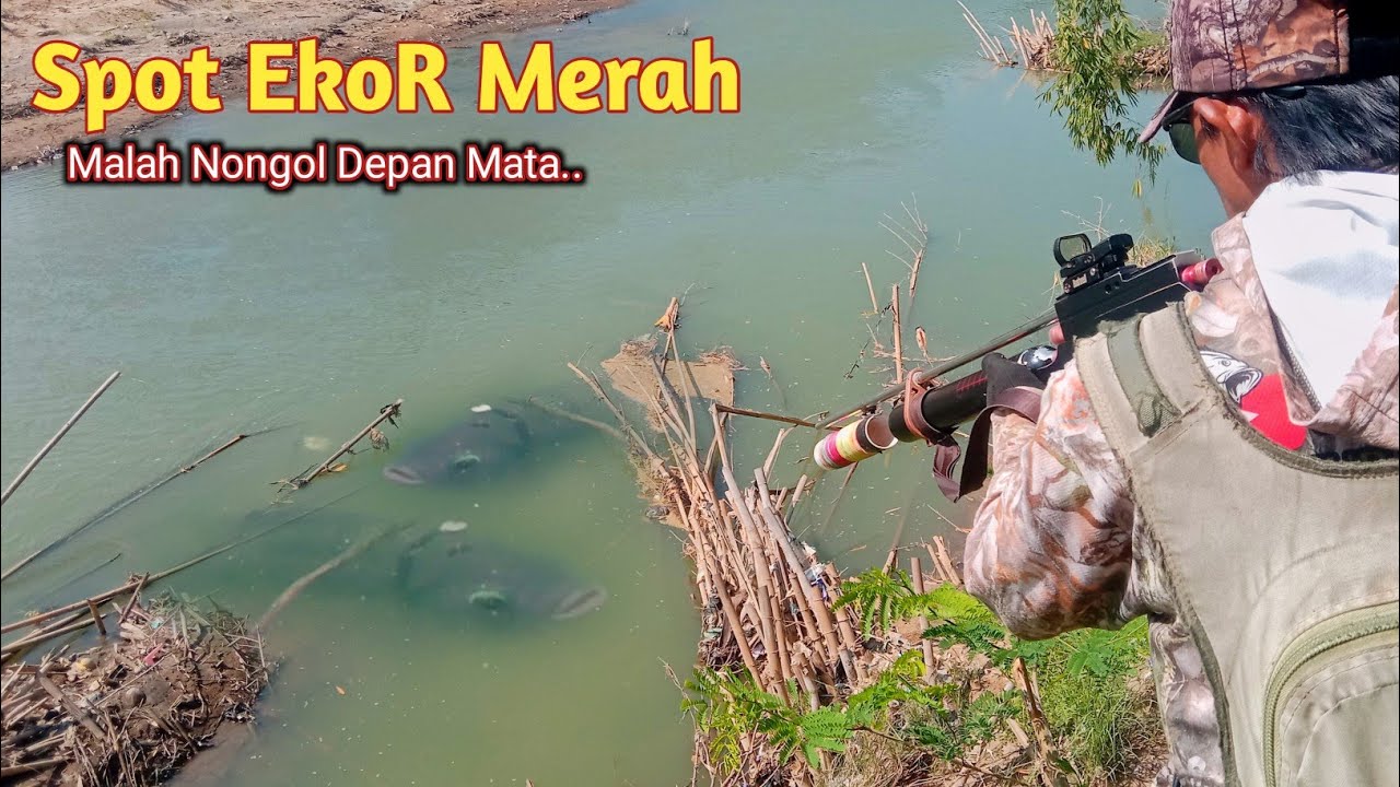 Berburu Langsung masak Ditepi sungai‼️Air mulai surut ikan bermunculan #nembakikan