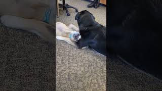 best puppy 🐶  friends playin