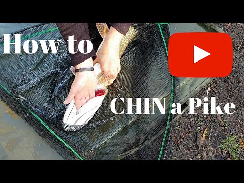 Video: How To Stuff A Pike