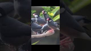 Java Sparrows having fun in the tub #hawaii #shorts Wealth