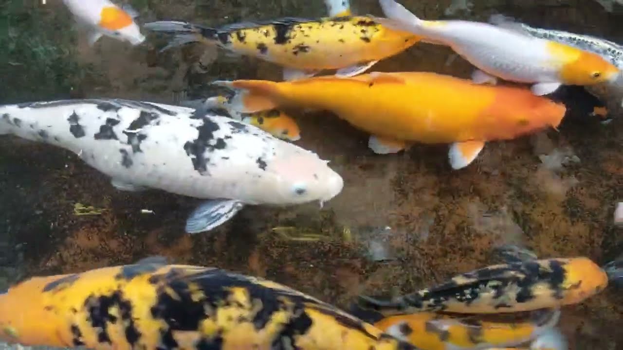 Malaysian Tropical Fresh Water Fish And Beautiful Koi Fish YouTube