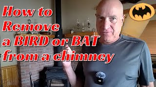 How to remove a bird or bat from a wood stove chimney!