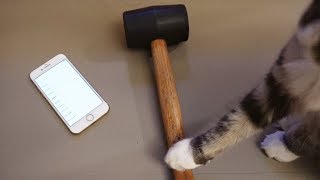 Iphone 8 Durability - Hammer Drop Test Will It Scratch Or Bend? 4K