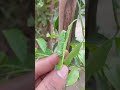 nimbu ke ped mein fal nahin a raha hai kya karen #nimbu