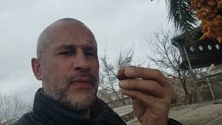 Qobustanda Xurma Ağacı