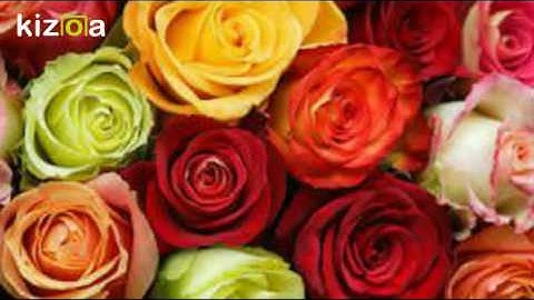 Kizoa Video Editor - Movie Maker: Amy Gustilo-Lopez track 1