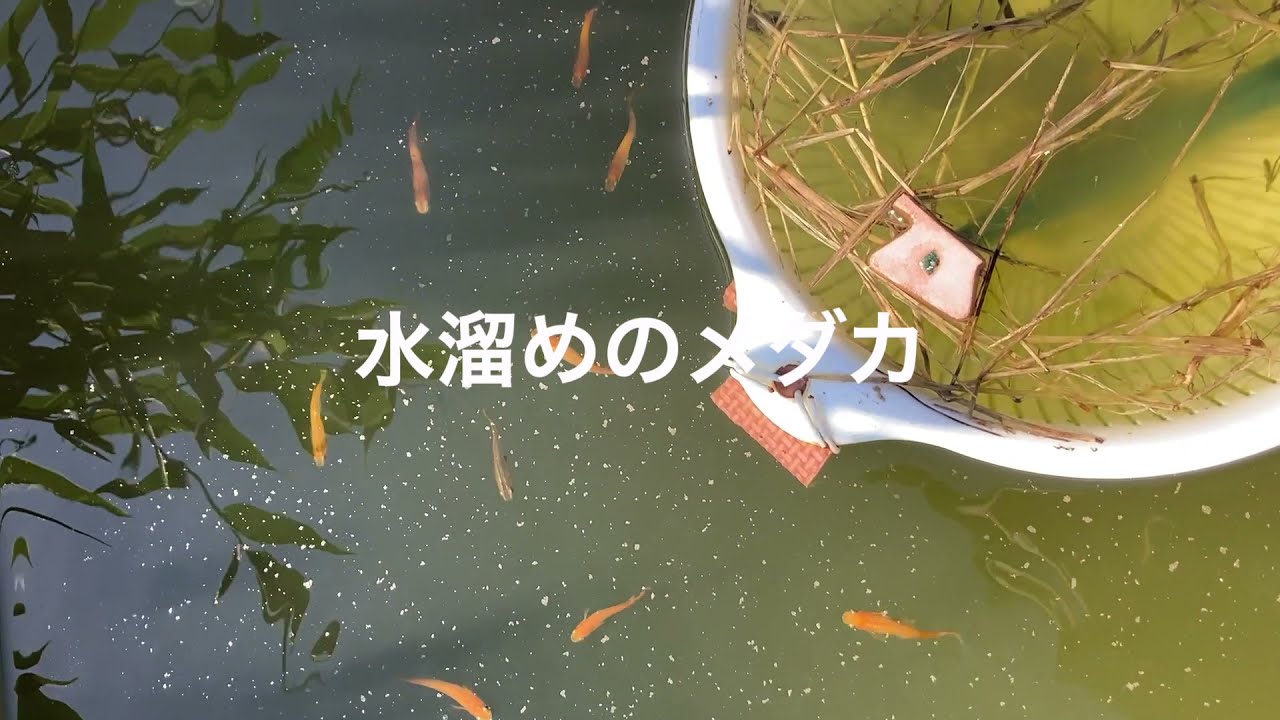 蜂畑のメダカ Youtube