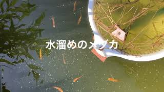 畑の水やりのために 風呂桶や水瓶を置き ボウフラ対策にメダカを飼ってますが 本末転倒 Youtube
