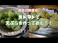 〜トマトの天ぷら!?編〜