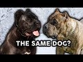 CANE CORSO OR PRESA CANARIO! Whats The Difference!?