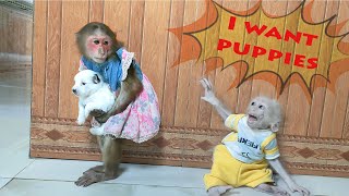 Best moments - Baby monkey Su, KuKu, MiMi, Puppy and Mother Dog (Compilation Video)