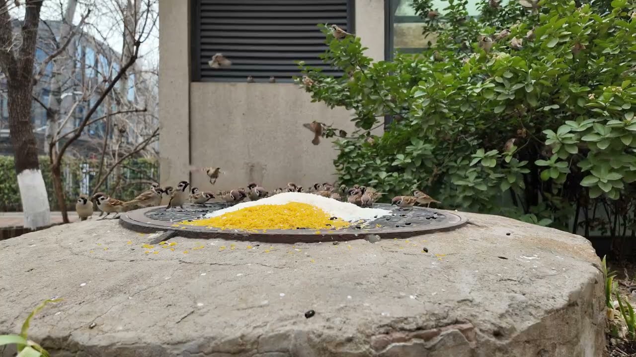 After waiting for an hour, I finally managed to record this large flock of birds foraging for food