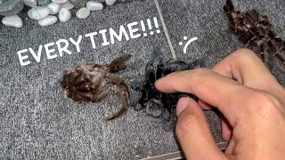 My TARANTULAS KEEP DYING AFTER MOLTING !!! ~ i think i know why.. BUT can't do anything about it !