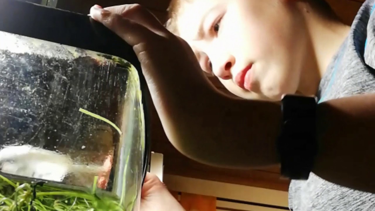 Wie Oft Muss Man Ein Aquarium Sauber Machen Aquarium sauber machen - YouTube