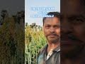 GREEN SORGHUM SEEDS PACHA JONNALU#seeds #shotsvideo #newvideo