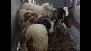 Jacob Sheep Shearing by Rodney Bryan